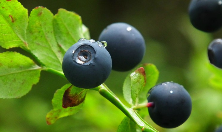Mirtillo benefici e proprieta per la circolazione