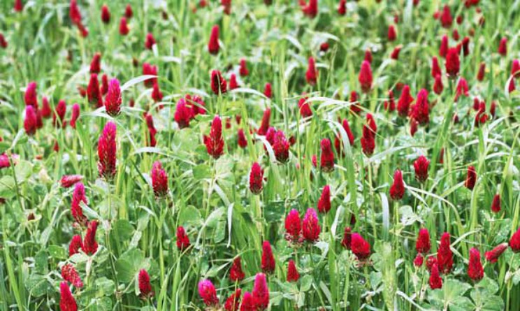 Trifoglio rosso, proprieta controindicazioni e benefici