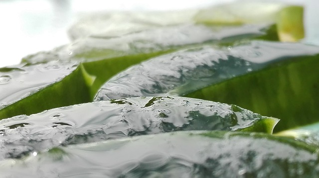 gel di aloe vera