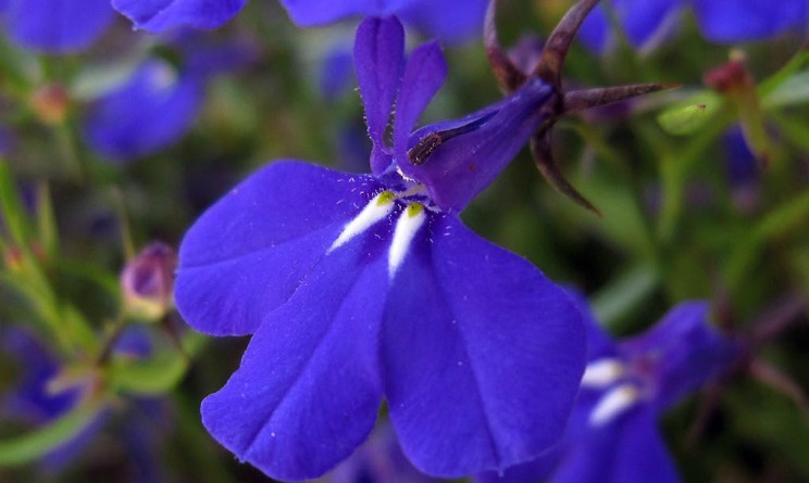 Lobelia benefici proprieta e controindicazioni