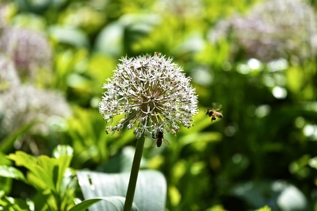 Infiorescenza di Allium