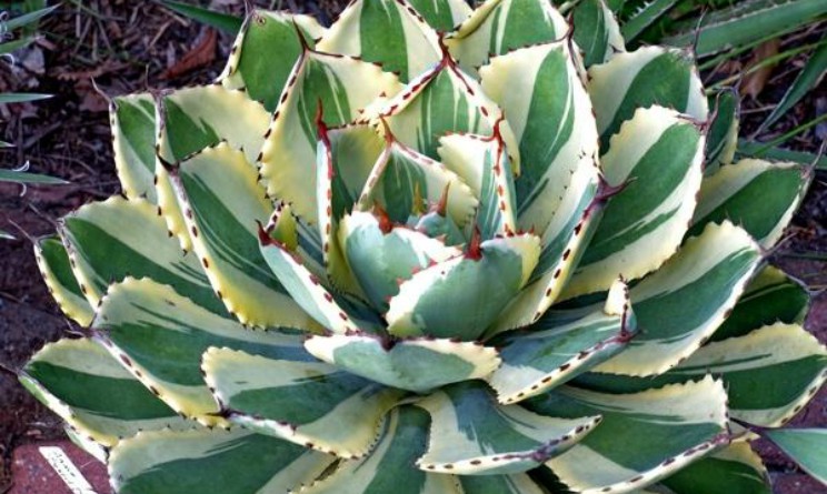 Agave benefici proprieta e controindicazioni