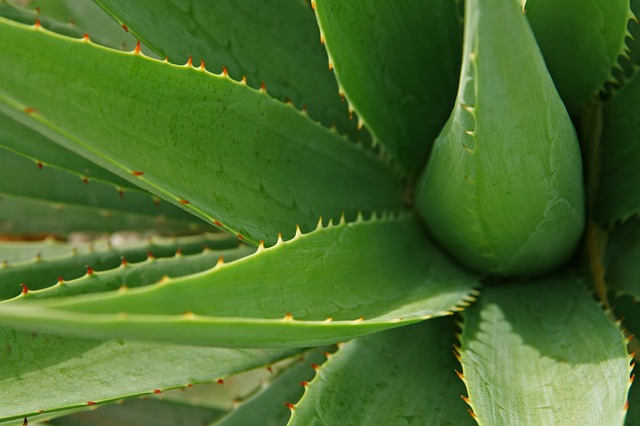 aloe vera pianta