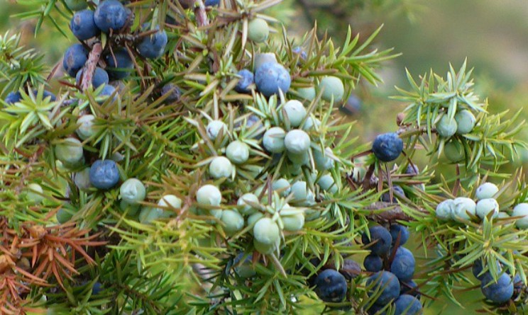 Olio di bacche di ginepro benefici