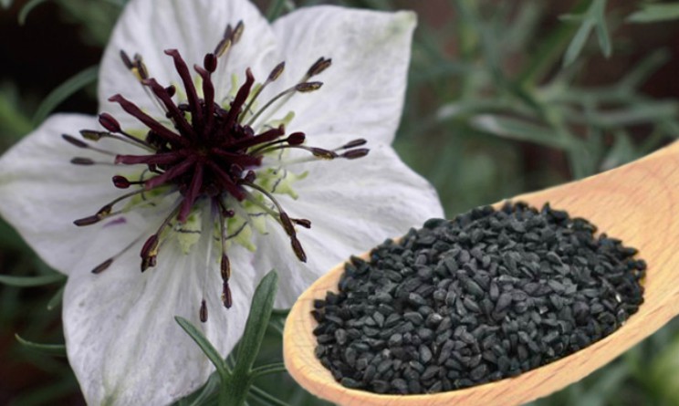 Nigella sativa benefici proprieta controindicazioni
