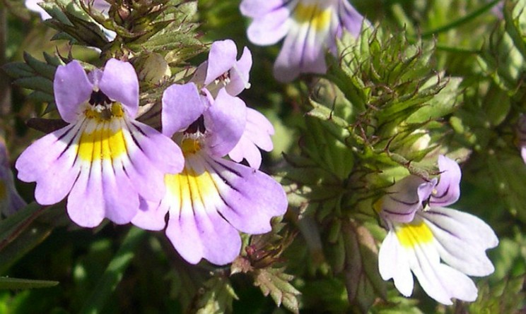 Eufrasia propriet benefici e controindicazioni