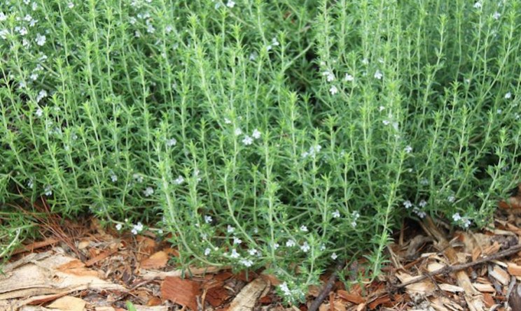 Santoreggia benefici e proprierta per intestino