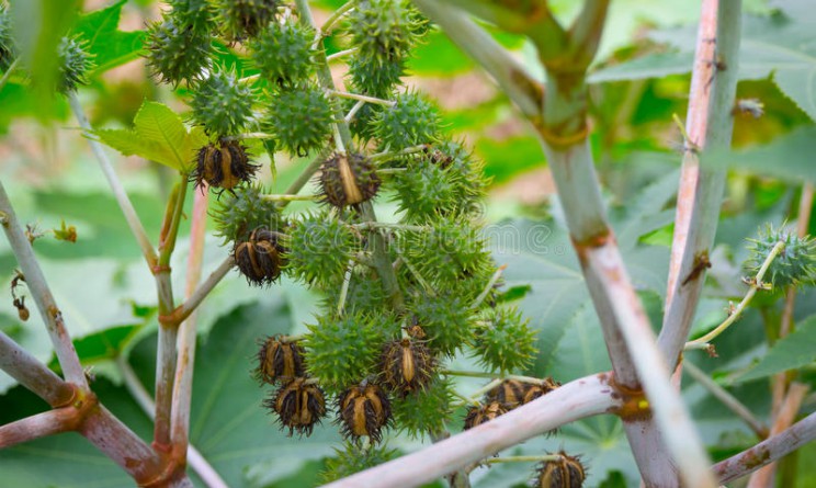 Olio di ricino benefici proprieta per capelli e ciglia