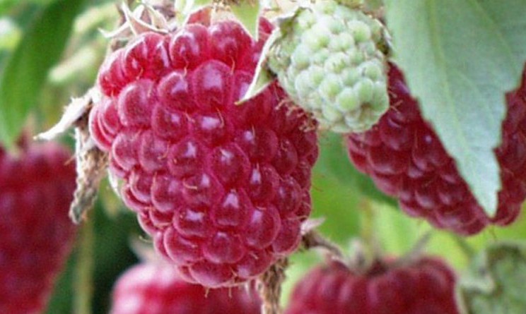 Lampone proprieta e benefici per sangue e intestino