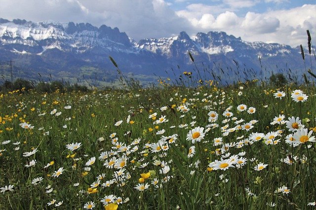 maggio fiori di stagione