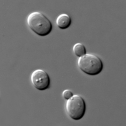 saccharomices cerevisiae