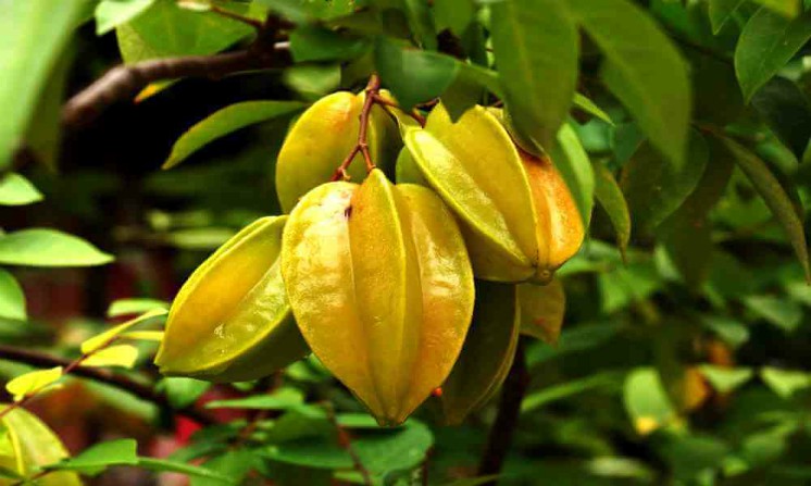 Carambola benefici proprieta e come usarlo