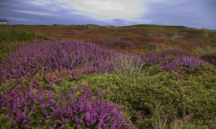 Erica benefici proprieta e controindicazioni