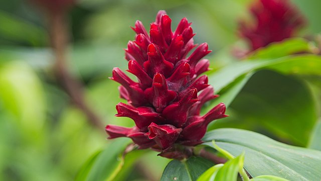 zingiber officinale