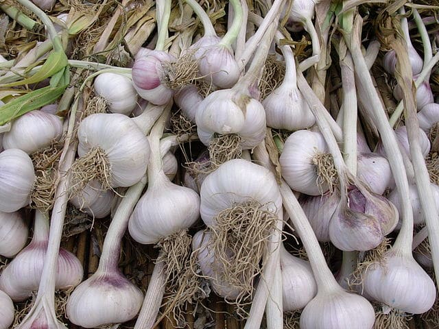 aglio di Vessalico