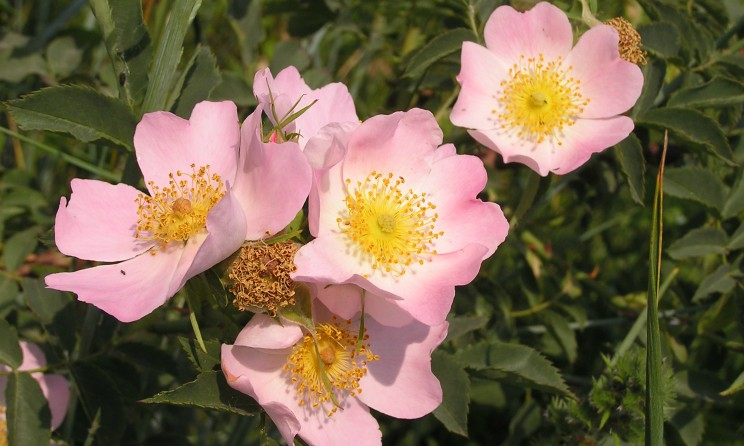 Rosa canina contro i malanni invernali